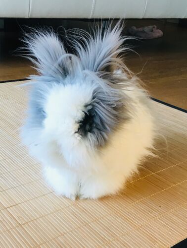 Foto van Bailey