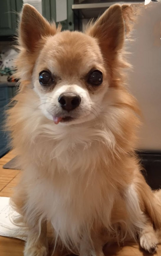 Foto van Bambo