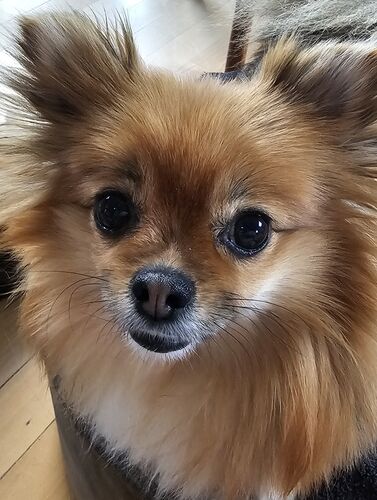 Foto van Bella