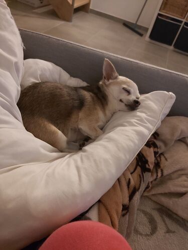 Foto van Luna