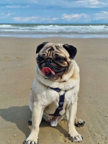 Foto van Mops