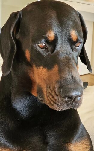 Foto van Rodrigo