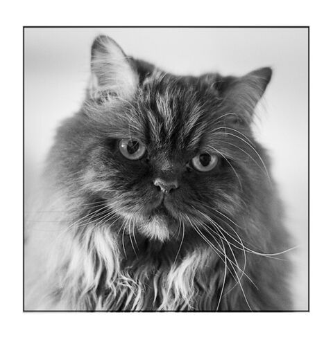 Foto van Boltin