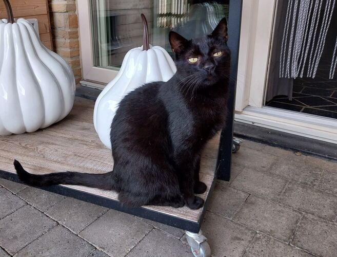 Foto van Zorro