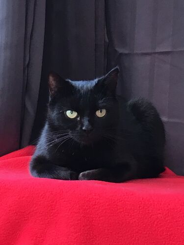 Foto van Lily