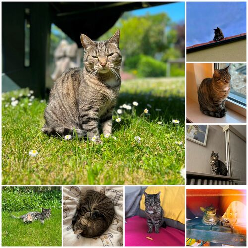 Foto van Mellow