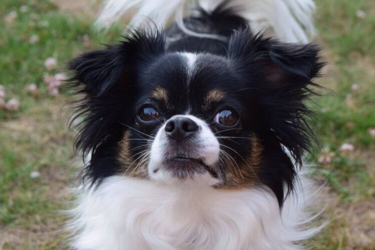 Foto van Toby